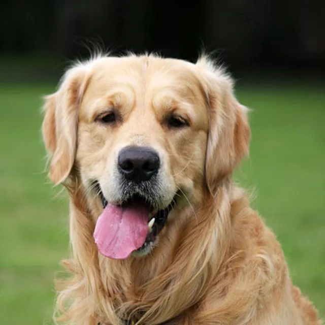 Zadowolony golden retriever